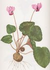 Cyclamen europeum